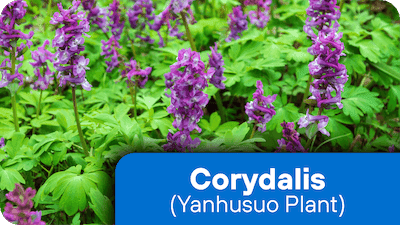 nf-ing-4-Corydalis