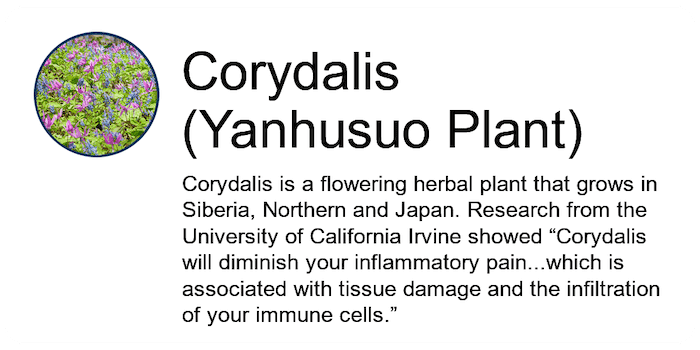 Corydalis-Yanhusuo-Plant-Ing-01