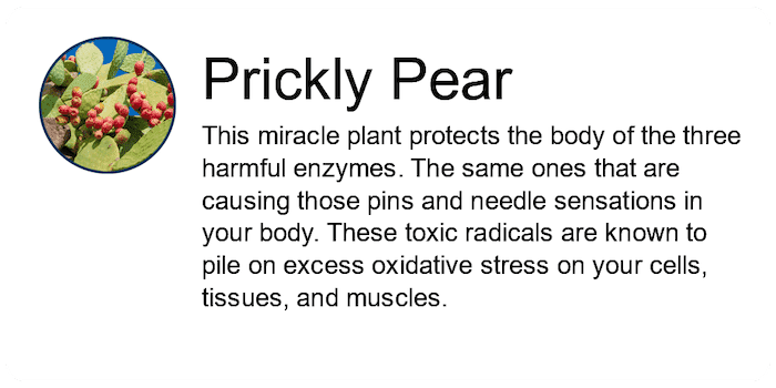 Prickly-Pear-Ing-01